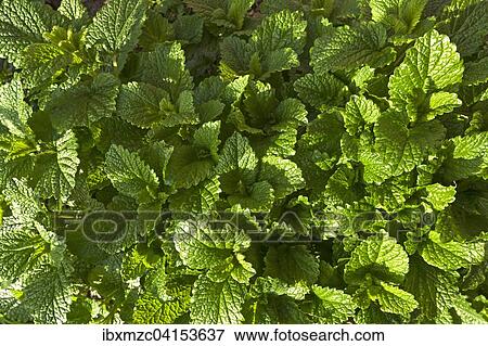 Leaves of lemon balm (Melissa officinalis), Bavaria, Germany, Europe View Large Photo Image Stock Photo - Leaves of lemon balm (Melissa officinalis), Bavaria, Germany, Europe. Fotosearch