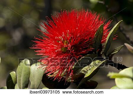 Lehua flower (Metrosideros polymorpha), Big Island, Hawaii, USA View Large Photo Image Stock Photography - Lehua flower (Metrosideros polymorpha), Big Island, Hawaii, USA. Fotosearch