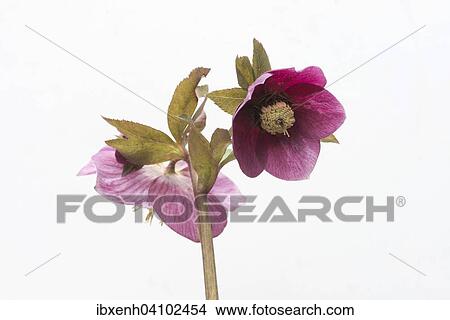 Lenten rose (Helleborus orientalis hybrids Joan Bridges), Emsland, Lower Saxony, Germany, Europe View Large Photo Image Picture - Lenten rose (Helleborus orientalis hybrids Joan Bridges), Emsland, Lower Saxony, Germany, Europe. Fotosearch