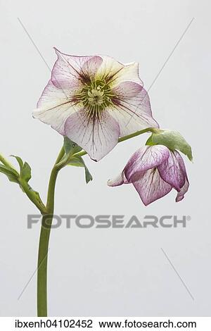 Stock Image - Lenten rose (Helleborus orientalis hybrids Picotee), Emsland, Lower Saxony, Germany, Europe. Fotosearch