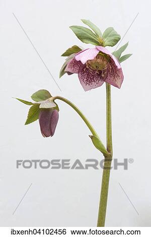Lenten rose (Helleborus orientalis hybrids), Emsland, Lower Saxony, Germany, Europe View Large Photo Image Stock Photograph - Lenten rose (Helleborus orientalis hybrids), Emsland, Lower Saxony, Germany, Europe. Fotosearch