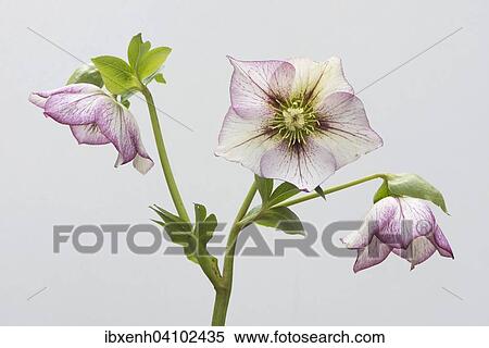 Lenten rose (Helleborus orientalis hybrids Picotee), Emsland, Lower Saxony, Germany, Europe View Large Photo Image Stock Photography - Lenten rose (Helleborus orientalis hybrids Picotee), Emsland, Lower Saxony, Germany, Europe. Fotosearch