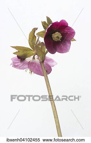 Lenten rose (Helleborus orientalis hybrids Joan Bridges), Emsland, Lower Saxony, Germany, Europe View Large Photo Image Stock Photography - Lenten rose (Helleborus orientalis hybrids Joan Bridges), Emsland, Lower Saxony, Germany, Europe. Fotosearch
