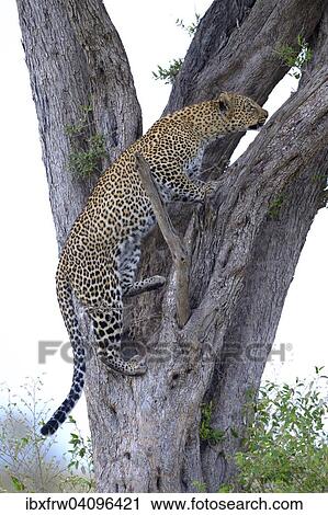Leopard (Panthera pardus), climbing up a tree, Maasai Mara National Reserve, Kenya, Africa View Large Photo Image Stock Image - Leopard (Panthera pardus), climbing up a tree, Maasai Mara National Reserve, Kenya, Africa. Fotosearch