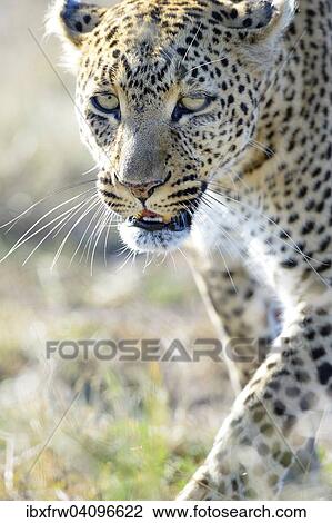 Leopard (Panthera pardus), close-up, Maasai Mara National Reserve, Kenya, Africa View Large Photo Image Stock Image - Leopard (Panthera pardus), close-up, Maasai Mara National Reserve, Kenya, Africa. Fotosearch