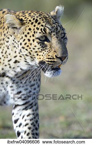 Stock Photograph - Leopard (Panthera pardus), close-up, Maasai Mara National Reserve, Kenya, Africa. Fotosearch