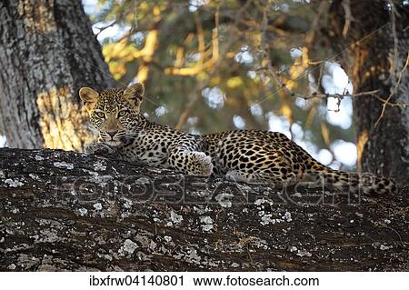 Leopard (Panthera pardus), cub in a tree, Lower Zambezi National Park, Zambia, Africa View Large Photo Image Stock Image - Leopard (Panthera pardus), cub in a tree, Lower Zambezi National Park, Zambia, Africa. Fotosearch