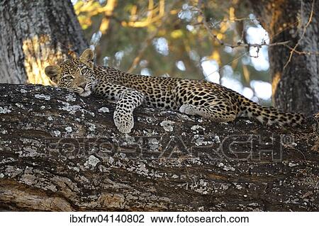 Stock Image - Leopard (Panthera pardus), cub in a tree, Lower Zambezi National Park, Zambia, Africa. Fotosearch