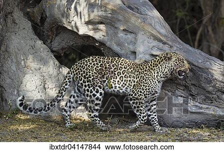 Leopard (Panthera pardus), female, Chobe National Park, Botswana, Africa View Large Photo Image Picture - Leopard (Panthera pardus), female, Chobe National Park, Botswana, Africa. Fotosearch