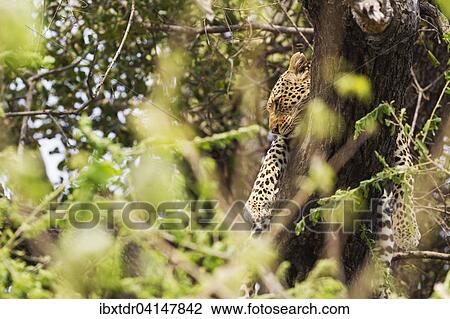Stock Image - Leopard (Panthera pardus), female, resting in a tree, Chobe National Park, Botswana, Africa. Fotosearch