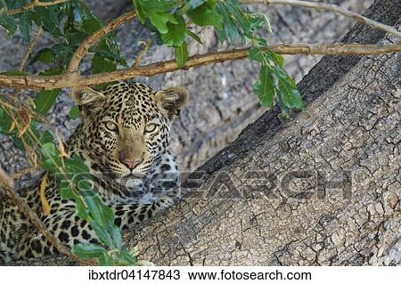 Leopard (Panthera pardus), female, resting in a tree, Chobe National Park, Botswana, Africa View Large Photo Image Stock Image - Leopard (Panthera pardus), female, resting in a tree, Chobe National Park, Botswana, Africa. Fotosearch