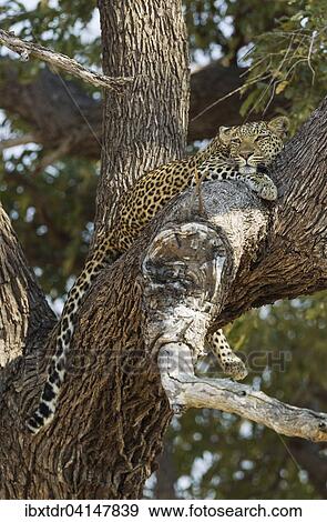 Leopard (Panthera pardus), female, resting in a tree, Savuti, Chobe National Park, Botswana, Africa View Large Photo Image Stock Photo - Leopard (Panthera pardus), female, resting in a tree, Savuti, Chobe National Park, Botswana, Africa. Fotosearch