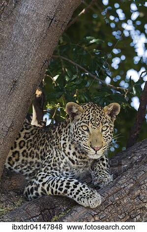 Leopard (Panthera pardus), female, resting in a tree, Chobe National Park, Botswana, Africa View Large Photo Image Stock Photo - Leopard (Panthera pardus), female, resting in a tree, Chobe National Park, Botswana, Africa. Fotosearch