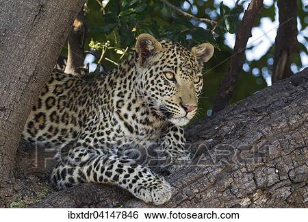 Leopard (Panthera pardus), female, resting in a tree, Chobe National Park, Botswana, Africa View Large Photo Image Stock Photograph - Leopard (Panthera pardus), female, resting in a tree, Chobe National Park, Botswana, Africa. Fotosearch