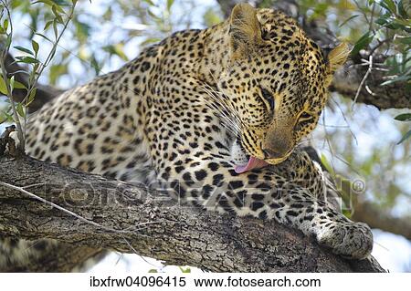 Leopard (Panthera pardus), grooming, lying on a branch in a tree, Maasai Mara National Reserve, Kenya, Africa View Large Photo Image Stock Photography - Leopard (Panthera pardus), grooming, lying on a branch in a tree, Maasai Mara National Reserve, Kenya, Africa. Fotosearch