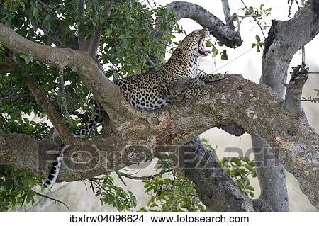 Picture - Leopard (Panthera pardus), lying in a fig tree, yawning, Maasai Mara National Reserve, Kenya, Africa. Fotosearch