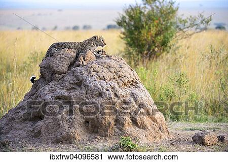 Leopard (Panthera pardus) lying on a termite mound, Maasai Mara National Reserve, Kenya, Africa View Large Photo Image Stock Image - Leopard (Panthera pardus) lying on a termite mound, Maasai Mara National Reserve, Kenya, Africa. Fotosearch
