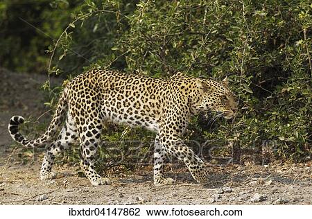 Leopard (Panthera pardus), male, Chobe National Park, Botswana, Africa View Large Photo Image Stock Image - Leopard (Panthera pardus), male, Chobe National Park, Botswana, Africa. Fotosearch