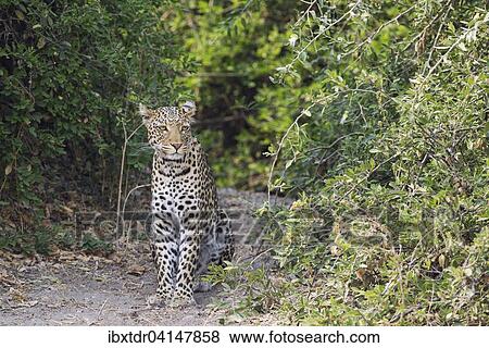Leopard (Panthera pardus), male, Chobe National Park, Botswana, Africa View Large Photo Image Stock Photo - Leopard (Panthera pardus), male, Chobe National Park, Botswana, Africa. Fotosearch