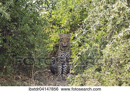 Leopard (Panthera pardus), male, Chobe National Park, Botswana, Africa View Large Photo Image Stock Photograph - Leopard (Panthera pardus), male, Chobe National Park, Botswana, Africa. Fotosearch