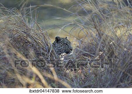 Leopard (Panthera pardus), Okavango Delta, Moremi Game Reserve, Botswana, Africa View Large Photo Image Stock Photo - Leopard (Panthera pardus), Okavango Delta, Moremi Game Reserve, Botswana, Africa. Fotosearch