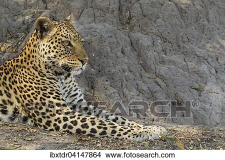 Leopard (Panthera pardus), resting male, Chobe National Park, Botswana, Africa View Large Photo Image Picture - Leopard (Panthera pardus), resting male, Chobe National Park, Botswana, Africa. Fotosearch