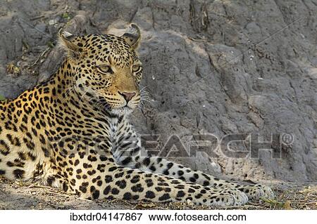 Leopard (Panthera pardus), resting male, Chobe National Park, Botswana, Africa View Large Photo Image Stock Photo - Leopard (Panthera pardus), resting male, Chobe National Park, Botswana, Africa. Fotosearch