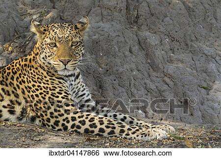 Leopard (Panthera pardus), resting male, Chobe National Park, Botswana, Africa View Large Photo Image Stock Photograph - Leopard (Panthera pardus), resting male, Chobe National Park, Botswana, Africa. Fotosearch