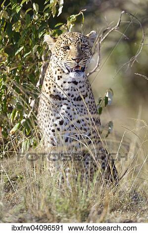 Leopard (Panthera pardus) sitting in the grass, Maasai Mara National Reserve, Kenya, Africa View Large Photo Image Stock Image - Leopard (Panthera pardus) sitting in the grass, Maasai Mara National Reserve, Kenya, Africa. Fotosearch