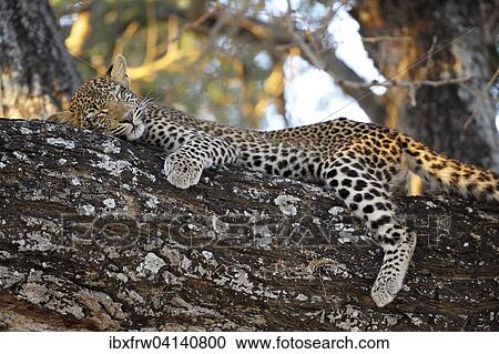 Stock Image - Leopard (Panthera pardus), sleeping cub in a tree, Lower Zambezi National Park, Zambia, Africa. Fotosearch