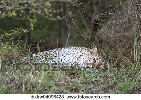 Leopard (Panthera pardus), sleeping under a bush, Maasai Mara National Reserve, Kenya, Africa View Large Photo Image Stock Photo - Leopard (Panthera pardus), sleeping under a bush, Maasai Mara National Reserve, Kenya, Africa. Fotosearch