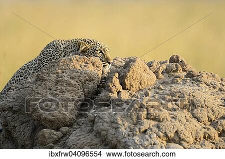 Leopard (Panthera pardus), stalking, sneaking over a termite mound, Maasai Mara National Reserve, Kenya, Africa View Large Photo Image Picture - Leopard (Panthera pardus), stalking, sneaking over a termite mound, Maasai Mara National Reserve, Kenya, Africa. Fotosearch