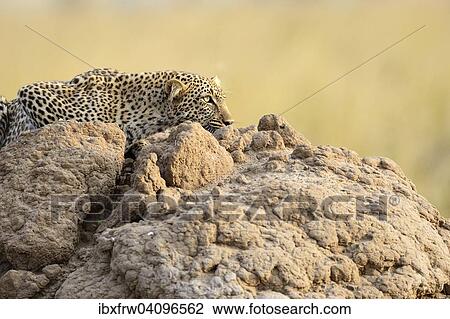 Leopard (Panthera pardus) stalking, sneaking over a termite mound, Portrait, Maasai Mara National Reserve, Kenya, Africa View Large Photo Image Stock Image - Leopard (Panthera pardus) stalking, sneaking over a termite mound, Portrait, Maasai Mara National Reserve, Kenya, Africa. Fotosearch