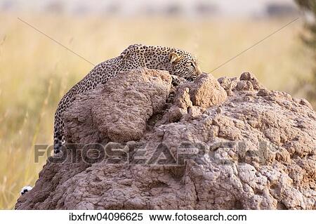 Leopard (Panthera pardus), stalking, sneaking over a termite mound, Maasai Mara National Reserve, Kenya, Africa View Large Photo Image Stock Photography - Leopard (Panthera pardus), stalking, sneaking over a termite mound, Maasai Mara National Reserve, Kenya, Africa. Fotosearch