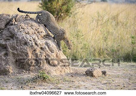 Leopard (Panthera pardus) stalks, sneaking down from a termite mound, Maasai Mara National Reserve, Kenya, Africa View Large Photo Image Stock Photo - Leopard (Panthera pardus) stalks, sneaking down from a termite mound, Maasai Mara National Reserve, Kenya, Africa. Fotosearch