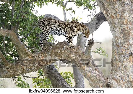 Leopard (Panthera pardus) standing in a fig tree, Maasai Mara National Reserve, Kenya, Africa View Large Photo Image Stock Photo - Leopard (Panthera pardus) standing in a fig tree, Maasai Mara National Reserve, Kenya, Africa. Fotosearch