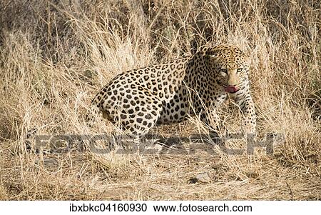 Leopard (Panthera pardus) stirred up in the tall grass), near Khomas, Namibia, Africa View Large Photo Image Stock Image - Leopard (Panthera pardus) stirred up in the tall grass), near Khomas, Namibia, Africa. Fotosearch