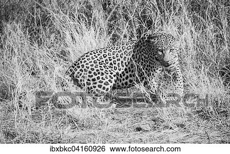 Leopard (Panthera pardus) stirred up in the tall grass, near Khomas, Namibia, Africa View Large Photo Image Stock Photograph - Leopard (Panthera pardus) stirred up in the tall grass, near Khomas, Namibia, Africa. Fotosearch