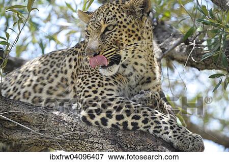 Stock Photo - Leopard (Panthera pardus), tongue licking over mouth, lying in a tree, Maasai Mara National Reserve, Kenya, Africa. Fotosearch