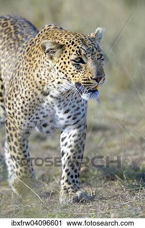 Leopard (Panthera pardus), walking, close-up, Maasai Mara National Reserve, Kenya, Africa View Large Photo Image Stock Image - Leopard (Panthera pardus), walking, close-up, Maasai Mara National Reserve, Kenya, Africa. Fotosearch