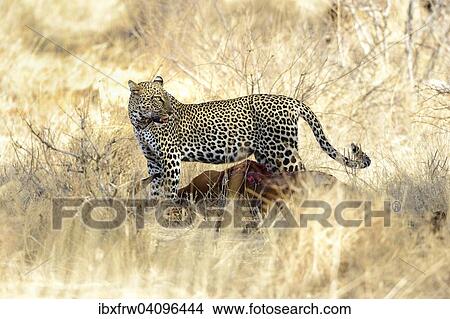 Leopard (Panthera pardus), with a dead impala, standing over the kill, Samburu Ntionalreservat, Kenya, Africa View Large Photo Image Picture - Leopard (Panthera pardus), with a dead impala, standing over the kill, Samburu Ntionalreservat, Kenya, Africa. Fotosearch