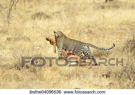 Leopard (Panthera pardus), with a dead impala, securing the prey, Samburu Ntionalreservat, Kenya, Africa View Large Photo Image Stock Photograph - Leopard (Panthera pardus), with a dead impala, securing the prey, Samburu Ntionalreservat, Kenya, Africa. Fotosearch