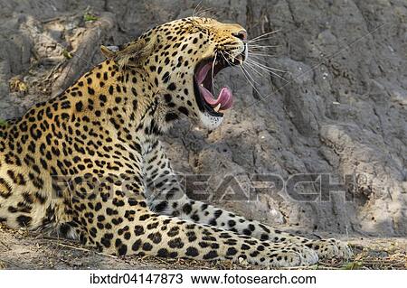 Leopard (Panthera pardus), yawning male, Chobe National Park, Botswana, Africa View Large Photo Image Stock Image - Leopard (Panthera pardus), yawning male, Chobe National Park, Botswana, Africa. Fotosearch