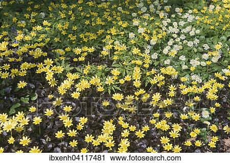 Lesser Celandine (Ranunculus ficaria 'Brazen Hussy' and 'Salmon`s White') and Yellow Anemone (Anemone ranunculoides), Emsland, Lower Saxony, Germany, Europe View Large Photo Image Stock Image - Lesser Celandine (Ranunculus ficaria 'Brazen Hussy' and 'Salmon`s White') and Yellow Anemone (Anemone ranunculoides), Emsland, Lower Saxony, Germany, Europe. Fotosearch