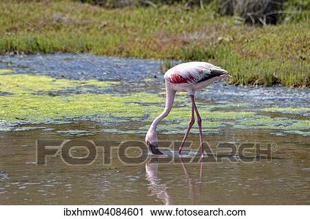 Lesser Flamingo (Phoenicopterus minor), West Coast National Park, Langebaan, Western Cape, South Africa, Africa View Large Photo Image Stock Image - Lesser Flamingo (Phoenicopterus minor), West Coast National Park, Langebaan, Western Cape, South Africa, Africa. Fotosearch