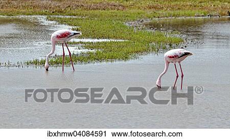 Lesser Flamingos (Phoenicopterus minor), West Coast National Park, Langebaan, Western Cape, South Africa, Africa View Large Photo Image Stock Image - Lesser Flamingos (Phoenicopterus minor), West Coast National Park, Langebaan, Western Cape, South Africa, Africa. Fotosearch