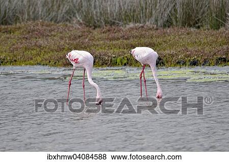 Lesser Flamingos (Phoenicopterus minor), West Coast National Park, Langebaan, Western Cape, South Africa, Africa View Large Photo Image Stock Photo - Lesser Flamingos (Phoenicopterus minor), West Coast National Park, Langebaan, Western Cape, South Africa, Africa. Fotosearch