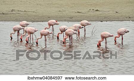 Lesser Flamingos (Phoenicopterus minor), Berg River, Velddrif, Western Cape, South Africa, Africa View Large Photo Image Stock Photo - Lesser Flamingos (Phoenicopterus minor), Berg River, Velddrif, Western Cape, South Africa, Africa. Fotosearch