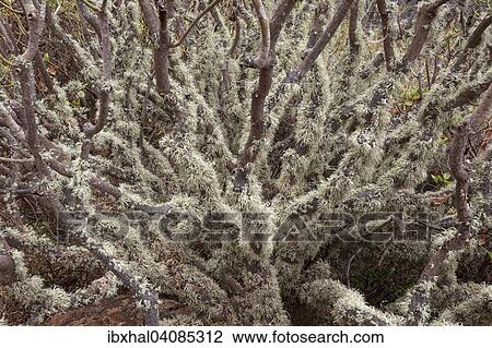 Lichen on a bush, La Gomera, Canary Islands, Spain, Europe View Large Photo Image Stock Image - Lichen on a bush, La Gomera, Canary Islands, Spain, Europe. Fotosearch