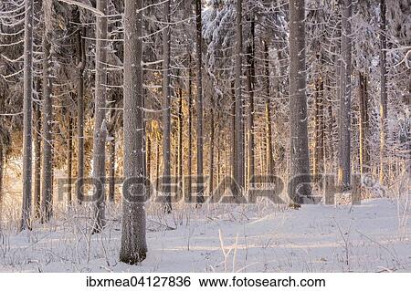 Light-flooded pine forest, Norway spruce (Picea abies), Thuringian Forest, Rennsteig, Thuringia, Germany, Europe View Large Photo Image Stock Photograph - Light-flooded pine forest, Norway spruce (Picea abies), Thuringian Forest, Rennsteig, Thuringia, Germany, Europe. Fotosearch